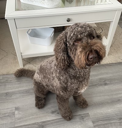 Photo associated with Walk Ahead Pet Groomers