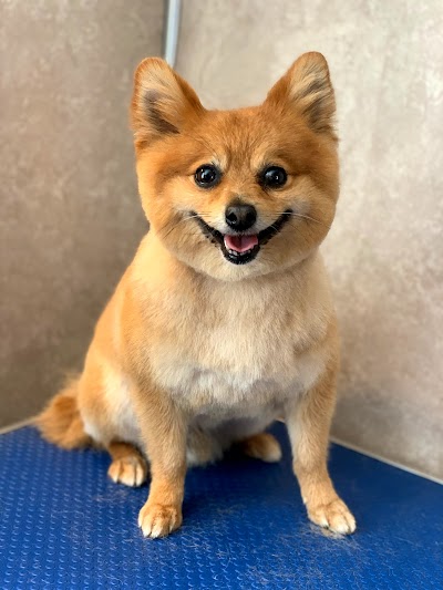 Photo associated with Sassy Paws Dog Groomers