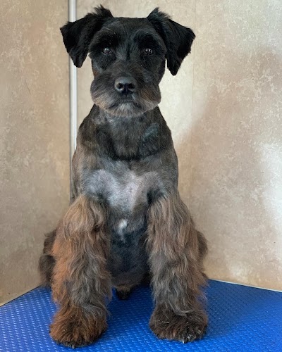 Photo associated with Sassy Paws Dog Groomers