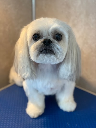 Photo associated with Sassy Paws Dog Groomers