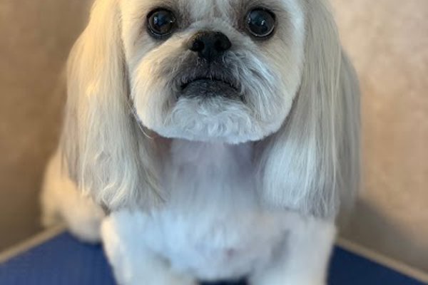Photo associated with Sassy Paws Dog Groomers