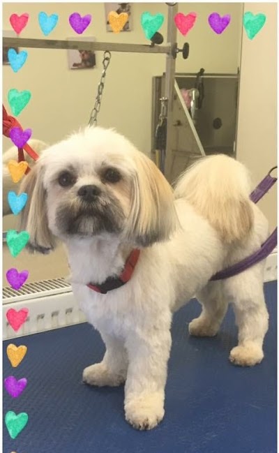 Photo associated with Kane-9 Mobile Dog Grooming