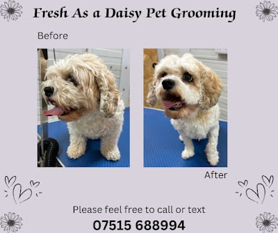 Photo associated with Fresh As A Daisy Pet Grooming - Dog and Cat Grooming Services