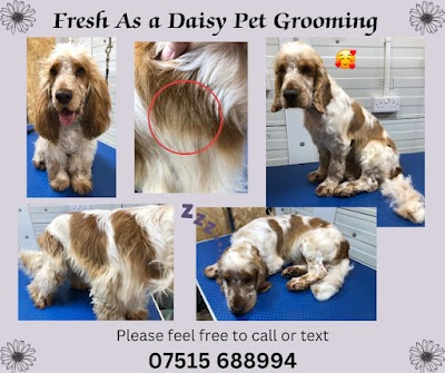 Photo associated with Fresh As A Daisy Pet Grooming - Dog and Cat Grooming Services