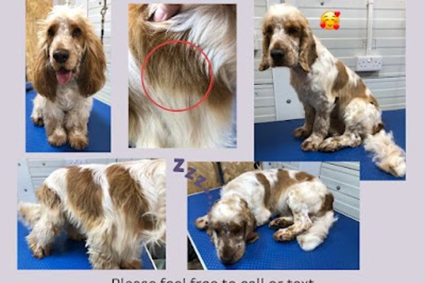 Photo associated with Fresh As A Daisy Pet Grooming - Dog and Cat Grooming Services