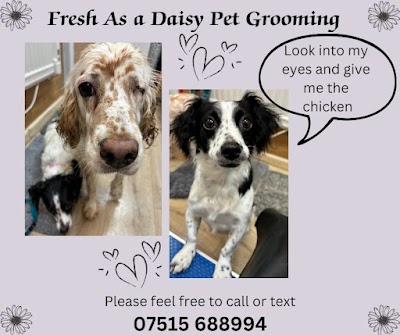 Photo associated with Fresh As A Daisy Pet Grooming - Dog and Cat Grooming Services