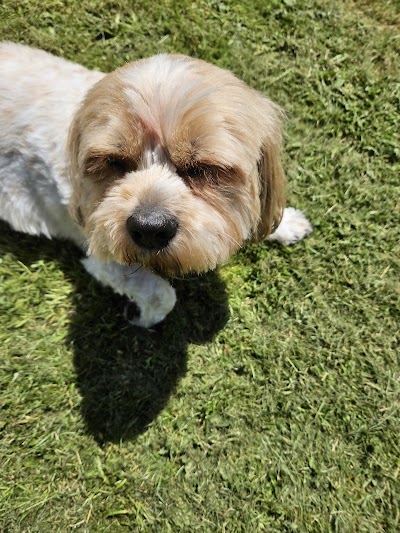 Photo associated with Anna's Dog Grooming