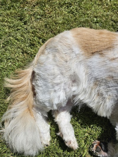Photo associated with Anna's Dog Grooming