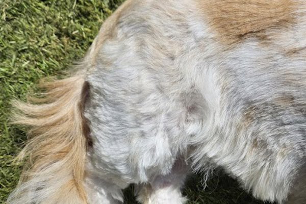 Photo associated with Anna's Dog Grooming