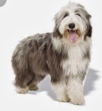 Photo associated with Sarah's Mobile Grooming Service