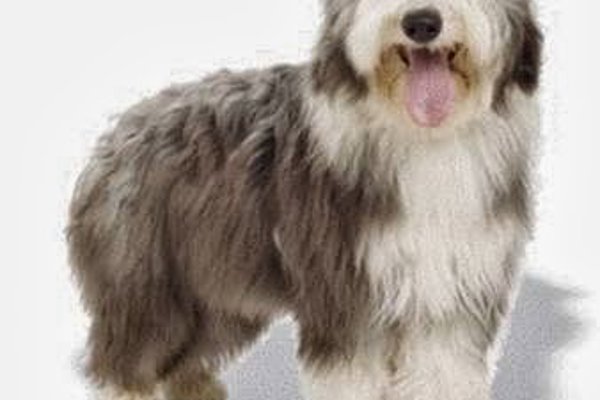 Photo associated with Sarah's Mobile Grooming Service