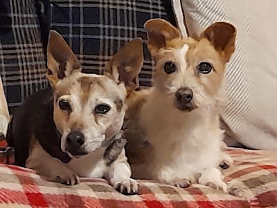 Photo associated with Tatty Mutts Dog Groomers