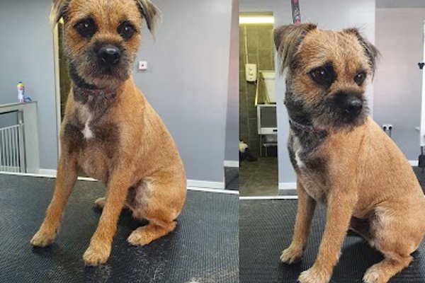 Photo associated with Patch's Dog Grooming Parlour