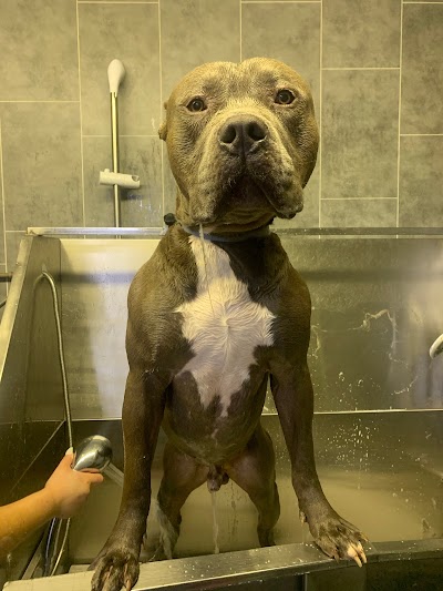 Photo associated with Patch's Dog Grooming Parlour