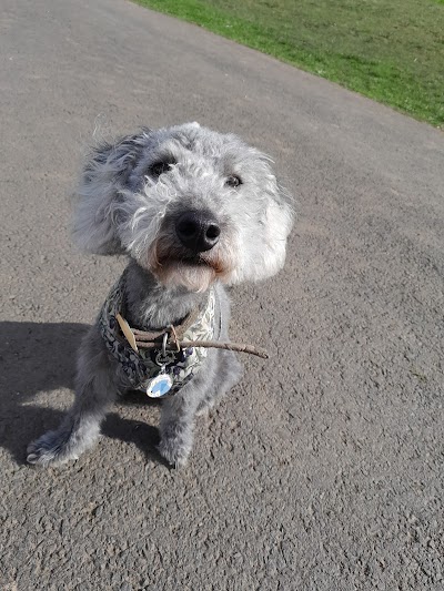 Photo associated with Poochinis Dog Grooming
