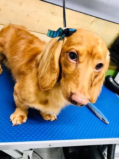 Photo associated with PAWS GALORE - Dog Grooming Spa