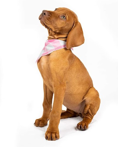 Photo associated with PAWS GALORE - Dog Grooming Spa