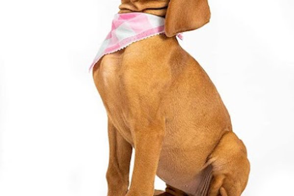 Photo associated with PAWS GALORE - Dog Grooming Spa