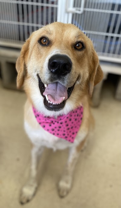Photo associated with Puppy Power Mobile Dog Grooming