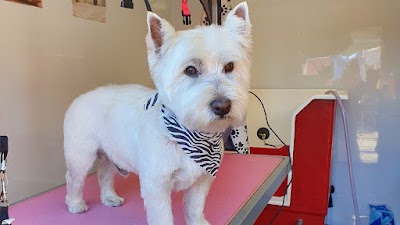 Photo associated with Megan's Mutts Dog Grooming Dunfermline