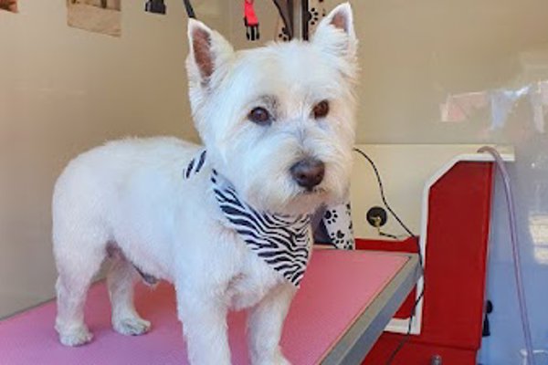 Photo associated with Megan's Mutts Dog Grooming Dunfermline