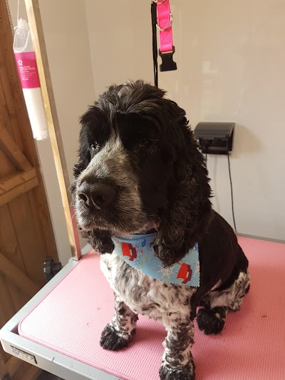 Photo associated with Megan's Mutts Dog Grooming Dunfermline