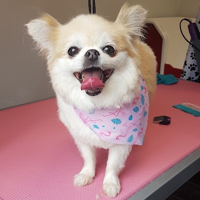 Photo associated with Megan's Mutts Dog Grooming Dunfermline