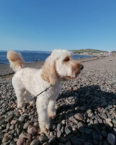 Photo associated with Canine Crackers