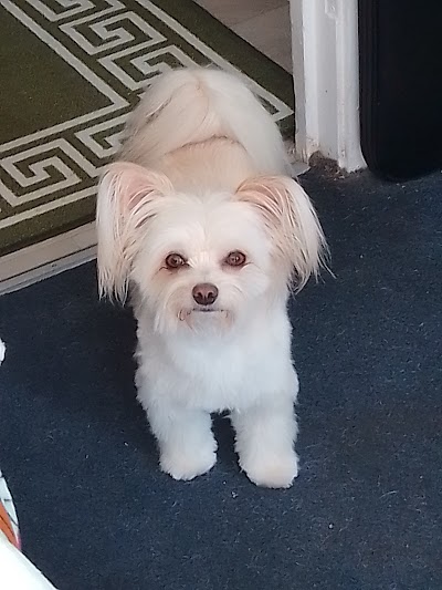 Photo associated with Fresh as a Daisy Dog Grooming