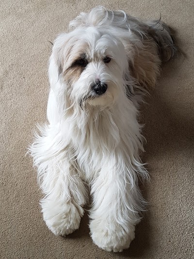 Photo associated with Fresh as a Daisy Dog Grooming