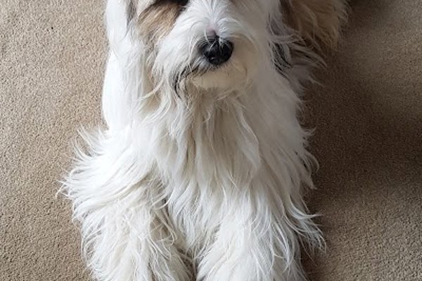 Photo associated with Fresh as a Daisy Dog Grooming