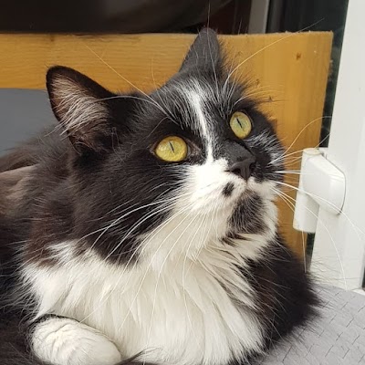 Photo associated with The Fairy MogMother Mobile Cat Groomer
