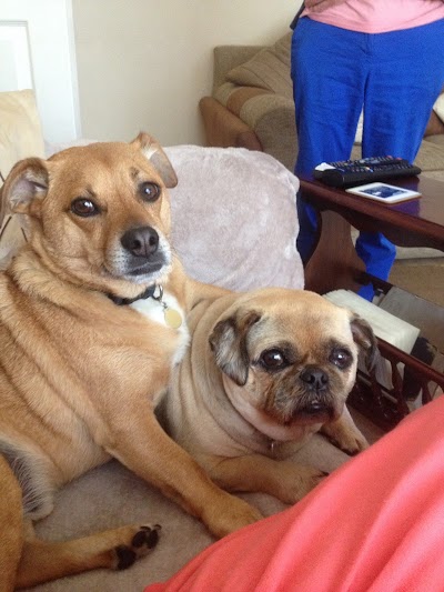 Photo associated with Pawfect Pups