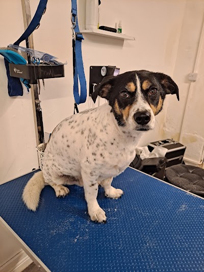 Photo associated with Cooper's Dog Grooming Ilkeston