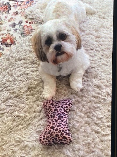 Photo associated with Cooper's Dog Grooming Ilkeston