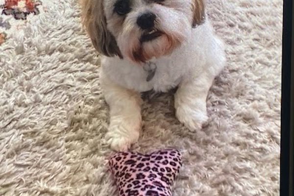 Photo associated with Cooper's Dog Grooming Ilkeston