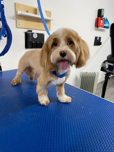 Photo associated with Cooper's Dog Grooming Ilkeston