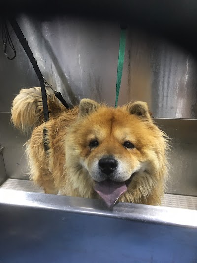 Photo associated with Dial a Dog Wash - Tyneside
