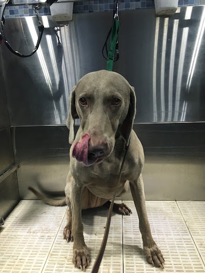 Photo associated with Dial a Dog Wash - Tyneside