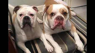 Photo associated with Dial a Dog Wash - Tyneside