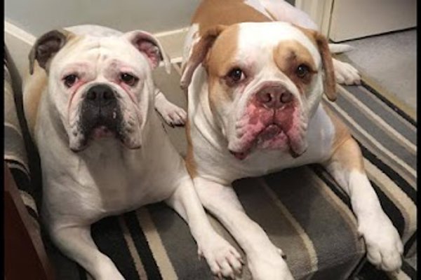 Photo associated with Dial a Dog Wash - Tyneside