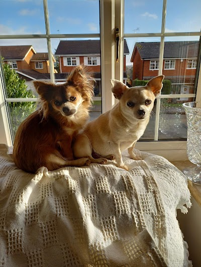Photo associated with Bow Wow Dog Grooming Ltd
