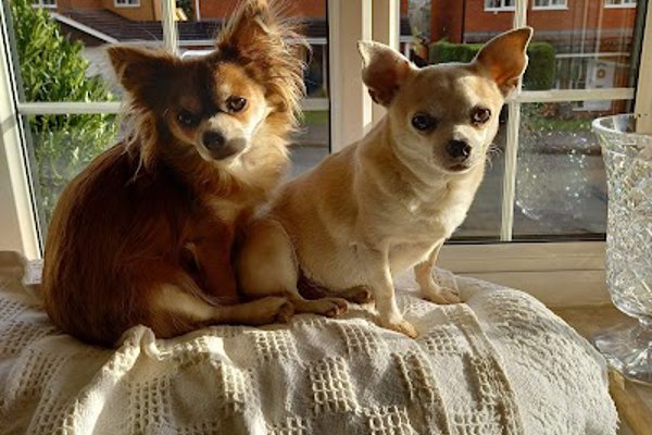 Photo associated with Bow Wow Dog Grooming Ltd