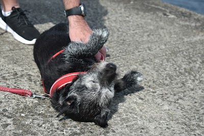 Photo associated with Bow Wow Dog Grooming Ltd