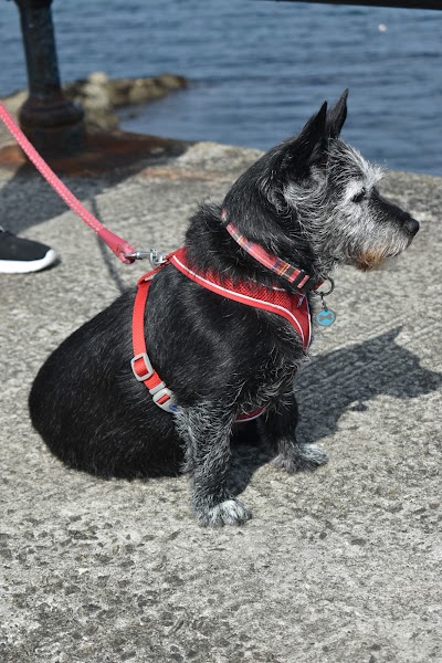 Photo associated with Bow Wow Dog Grooming Ltd