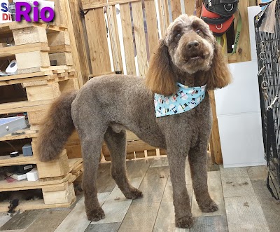 Photo associated with Waggs Grooming