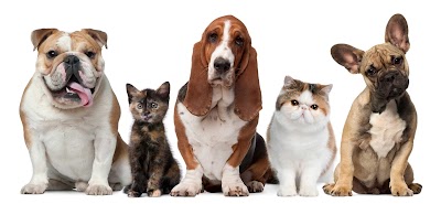 Photo associated with Paddling Paws Dog Groomer