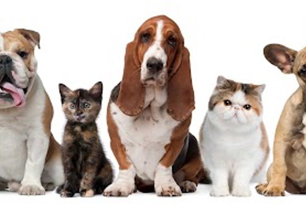 Photo associated with Paddling Paws Dog Groomer