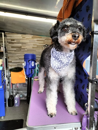 Photo associated with Paddling Paws Dog Groomer