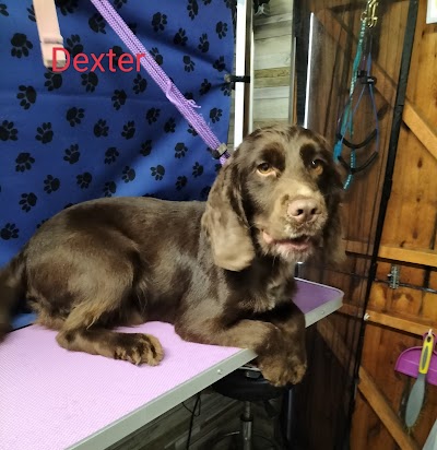 Photo associated with Paddling Paws Dog Groomer